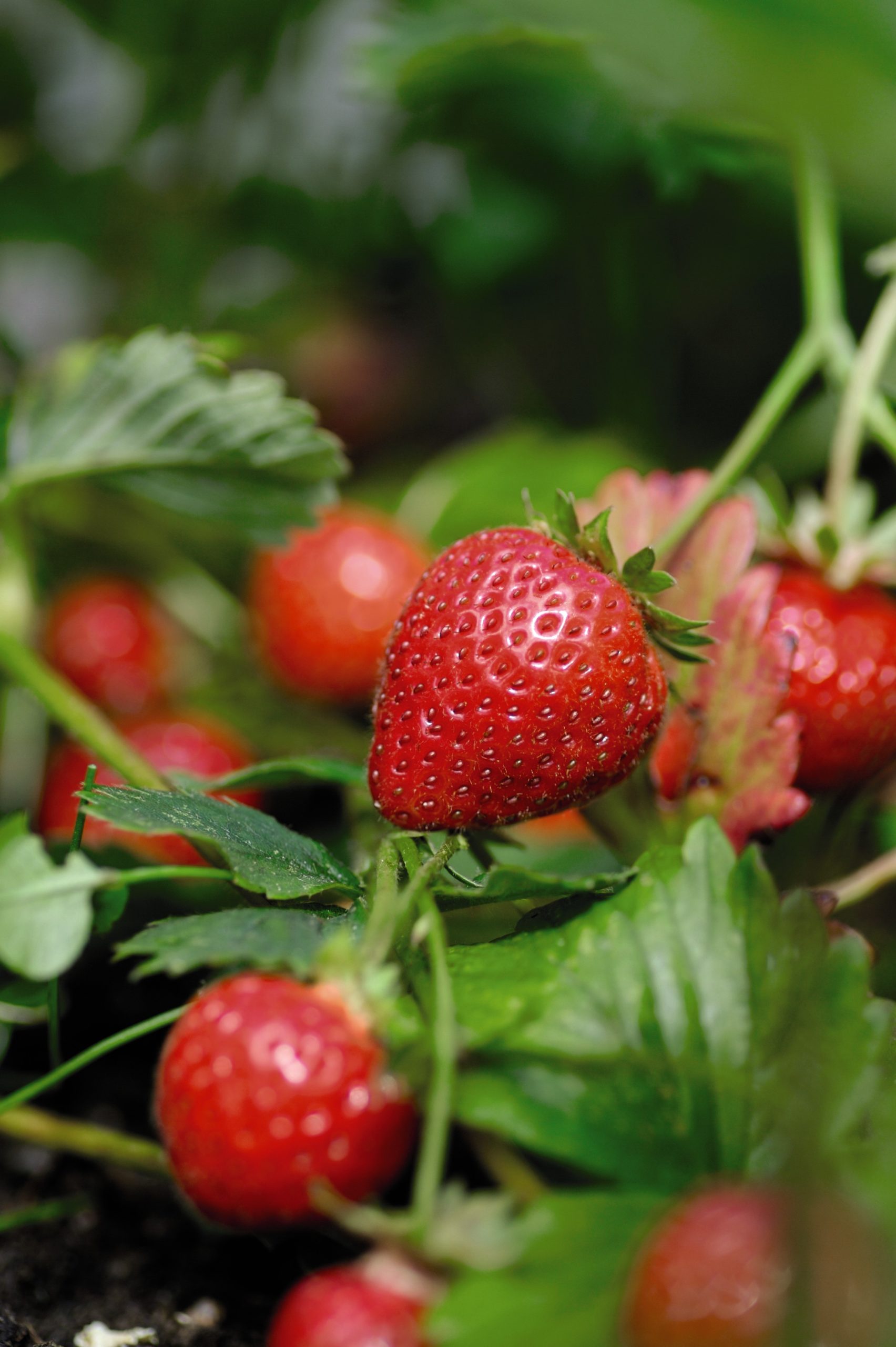 FIRST BRITISH STRAWBERRIES OF THE YEAR REACH ALDI SUPERMARKET SHELVES ...