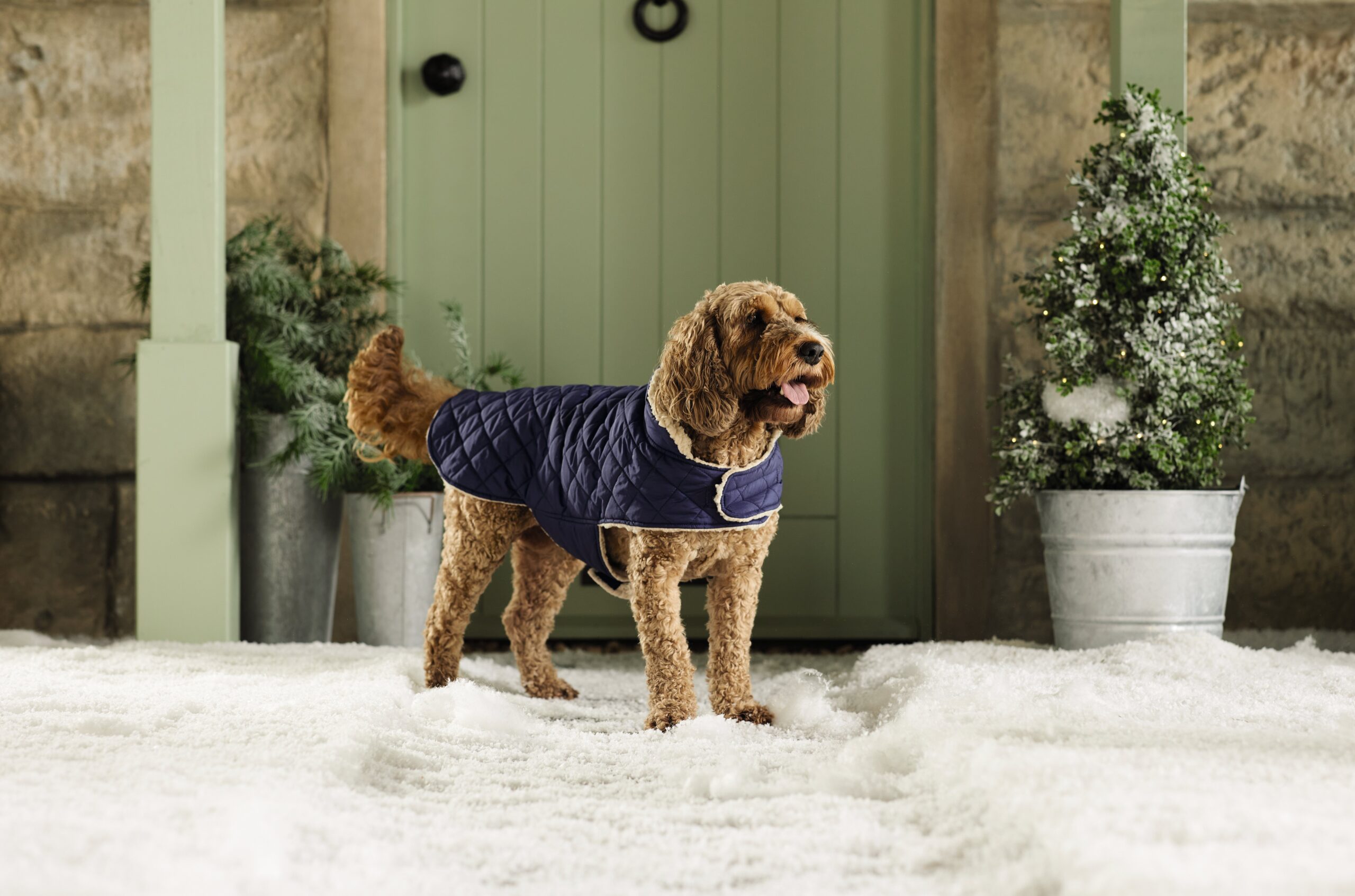 FIND THE BEST GIFTS FOR PETS THIS CHRISTMAS AT ALDI - ALDI UK Press Office