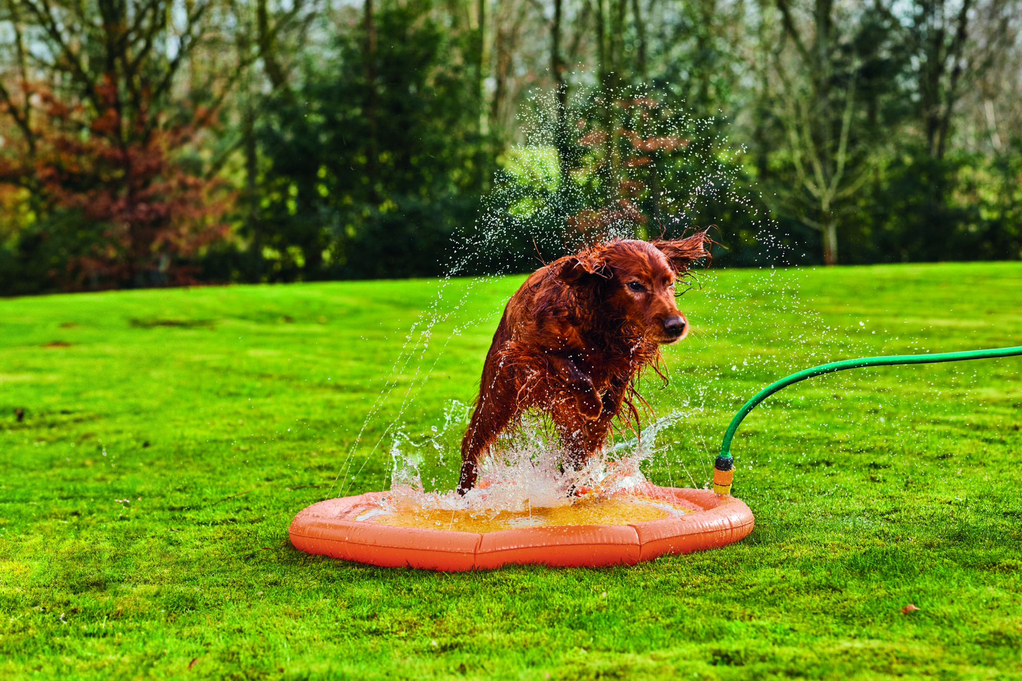 ALDI’S POPULAR PET COOLING RANGE RETURNS WITH NEW MUSTHAVES FOR HOT