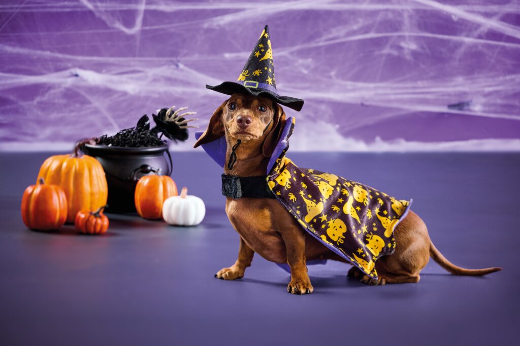 Cute Halloween Pet Costumes at Aldi